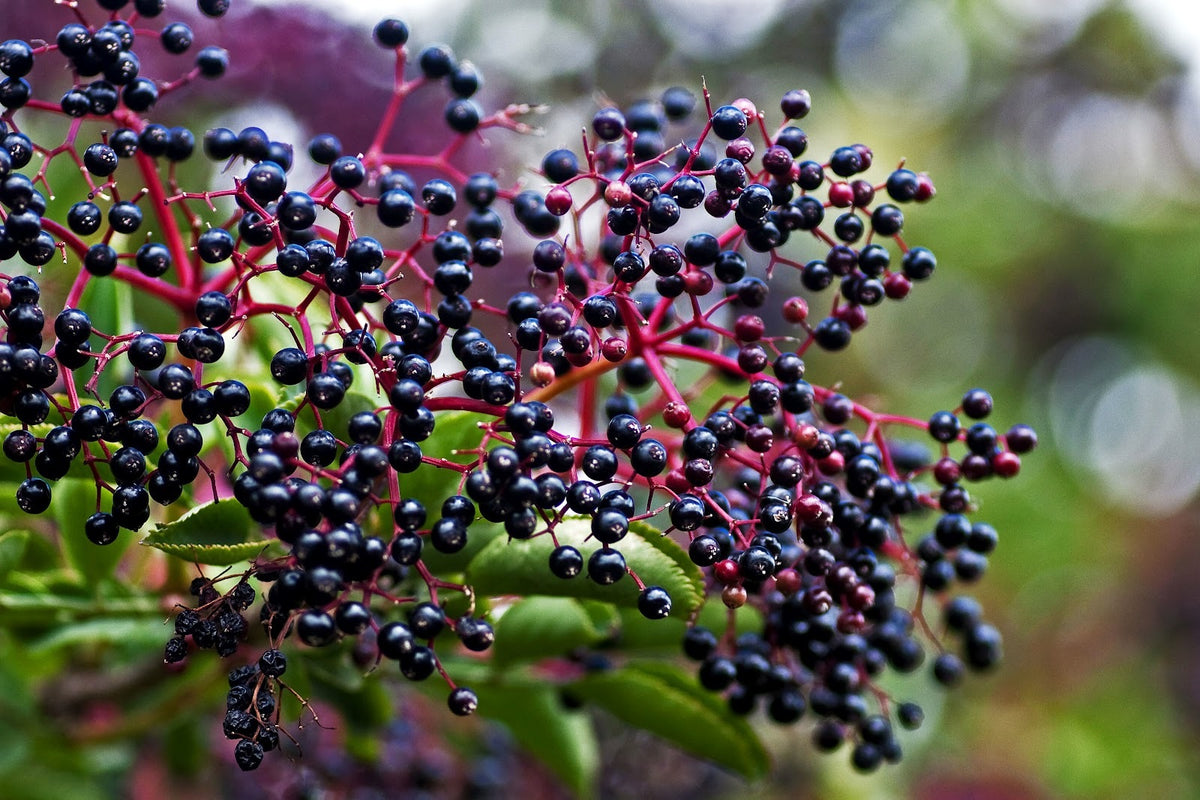 Natural Antioxidants & Anti-Inflammatory Benefits