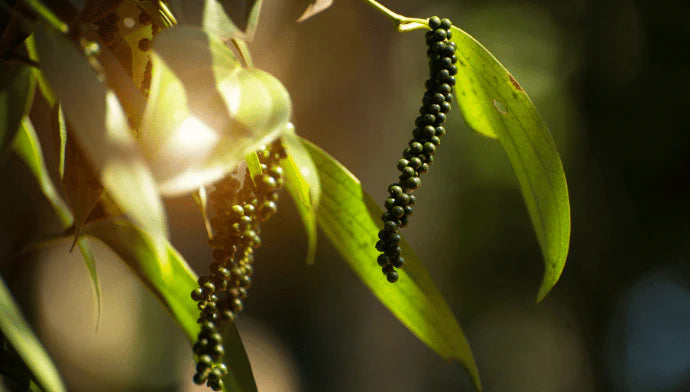 black pepper